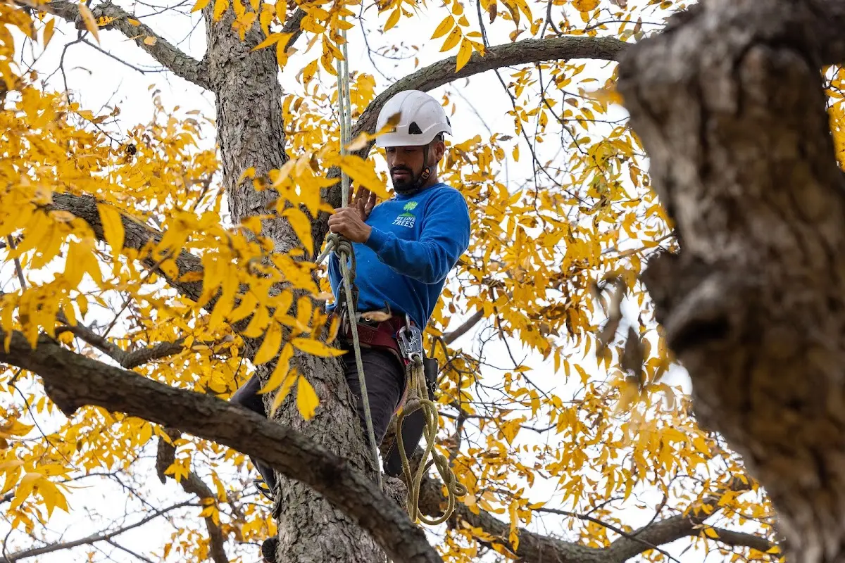 Skilled Tree Trimming crew working in Troutdale